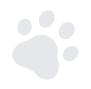 paw-image